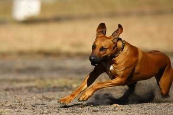 Pin Oaks Kennels