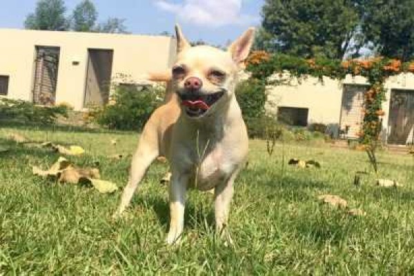 Pin Oaks Kennels