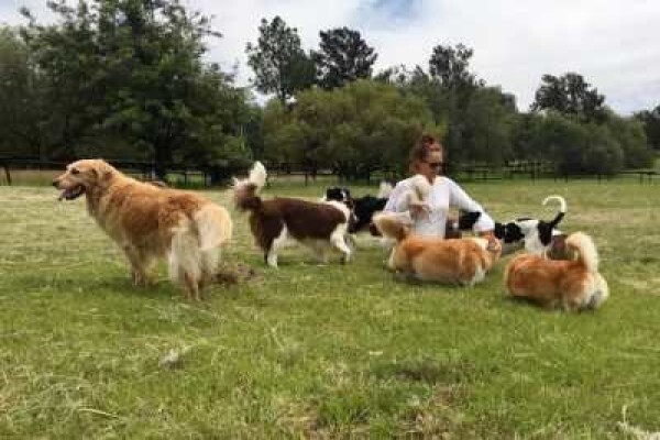 Pin Oaks Kennels