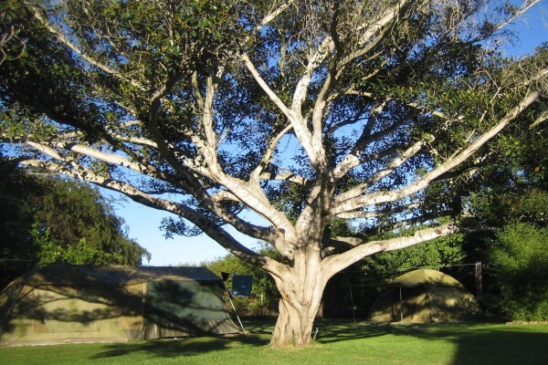 Magnolia