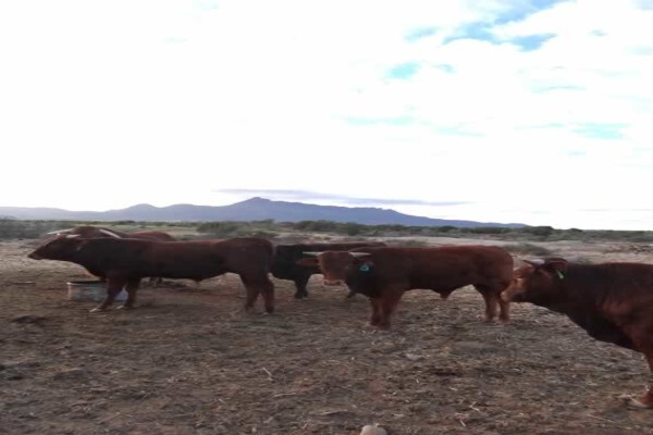Melrose Guest Farm