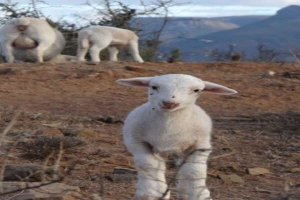 Melrose Guest Farm