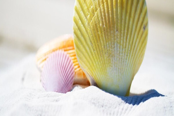 Seashelles