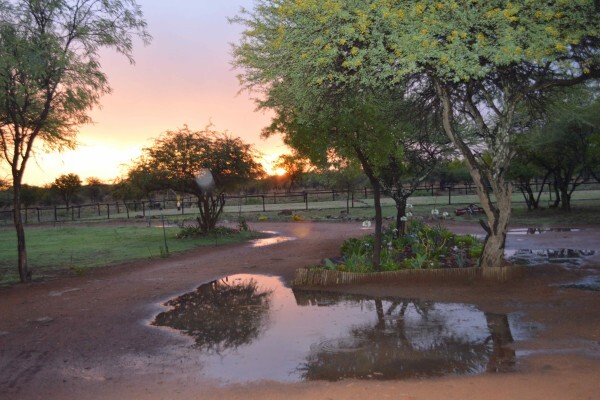 Ngiri Safaris