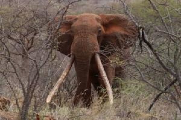 Stone Hunting Safaris