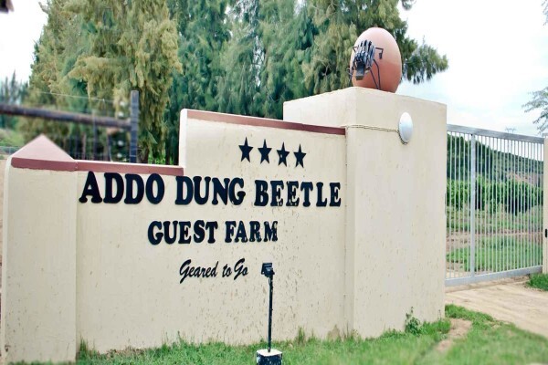 Addo Dung Beetle
