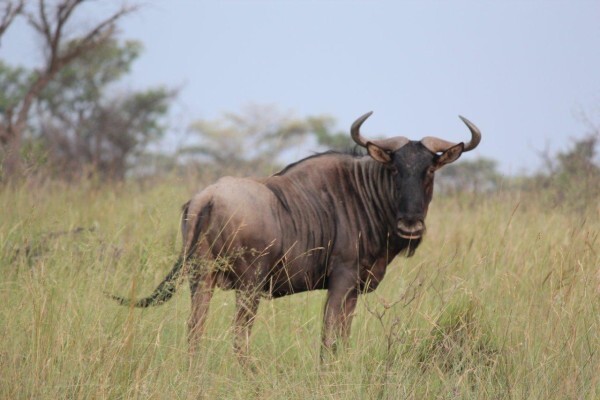 Kwalata Wilderness
