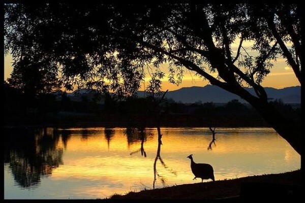 Golden Pond