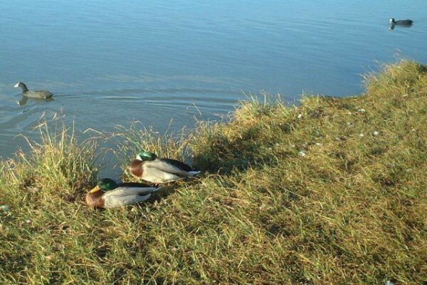 Golden Pond