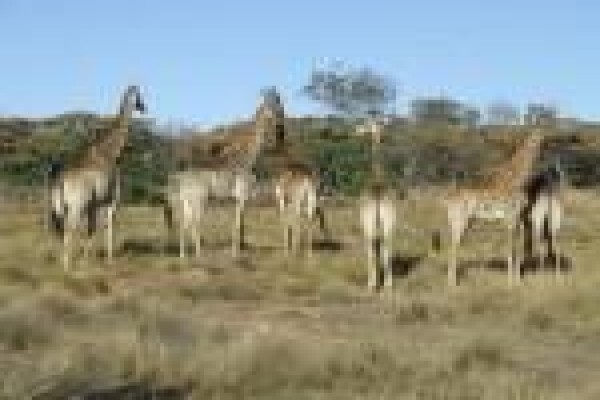 Mount Hope Private Game Reserve