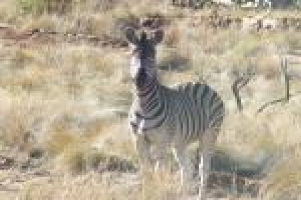 Mount Hope Private Game Reserve