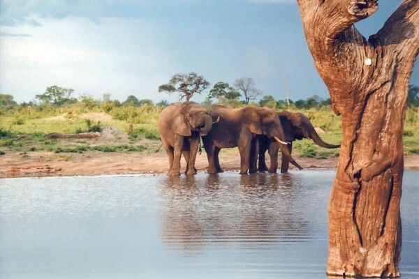 Perfectafrica