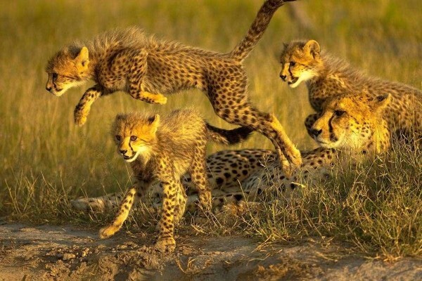 Africa 2000 Tours
