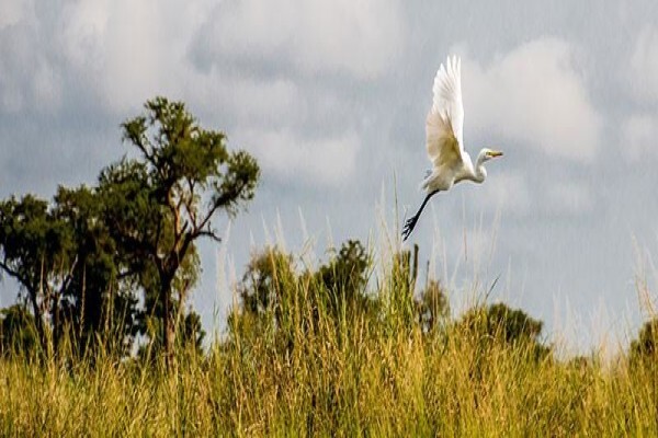 Africa 2000 Tours