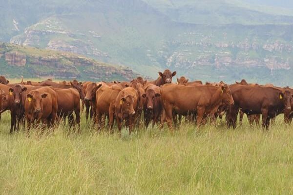 Fairview Estates