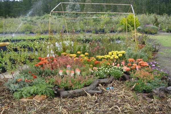 Heaven Scent Nursery