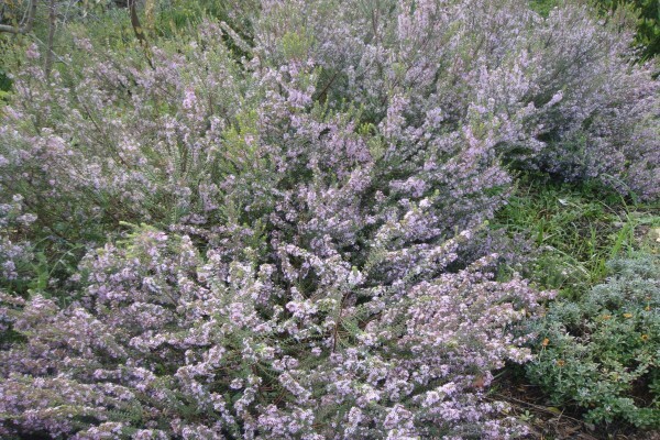 Heaven Scent Nursery