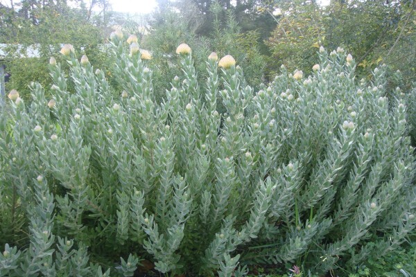 Heaven Scent Nursery