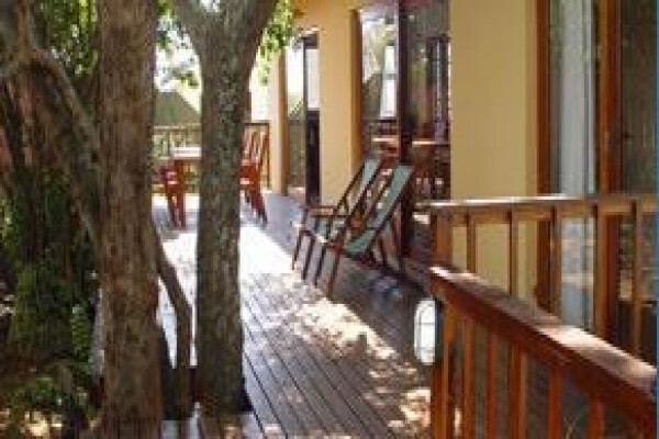 Umbrella Tree
