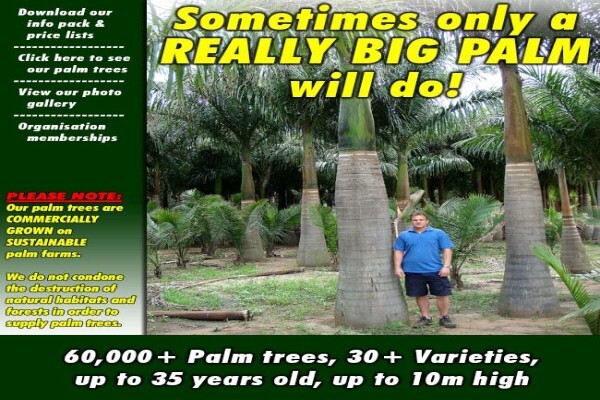 Specimen Palms