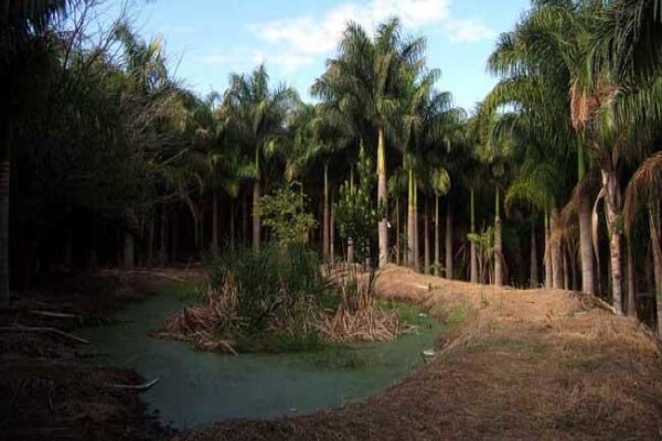 Specimen Palms