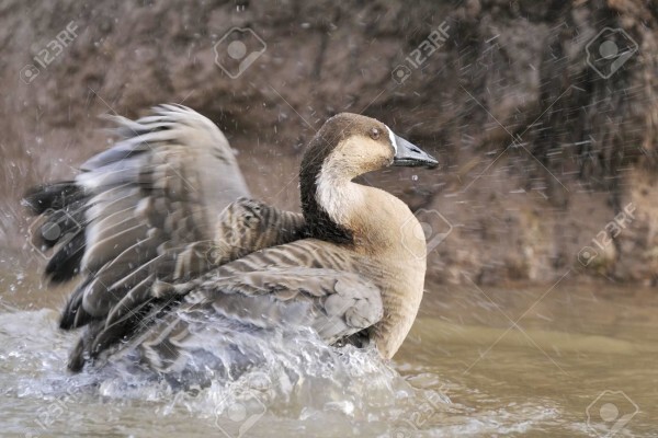 Birds Of Eden