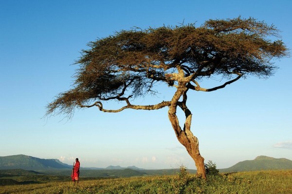African Safari