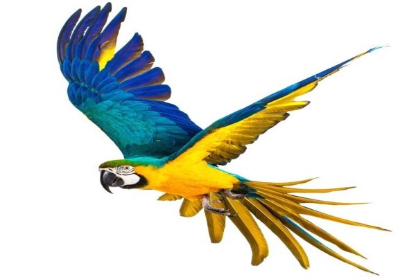 Birds Of Eden