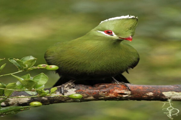 Birds Of Eden