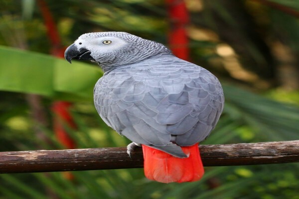 Birds Of Eden