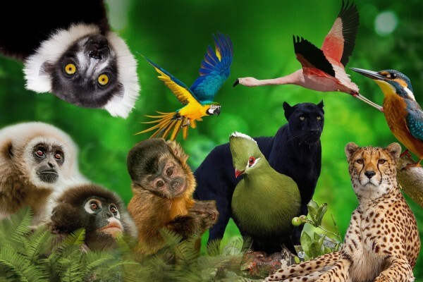 Birds Of Eden