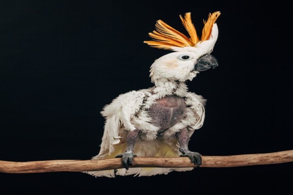 Birds Of Eden