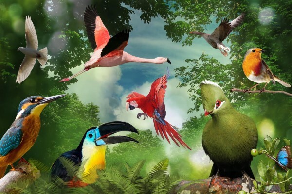 Birds Of Eden