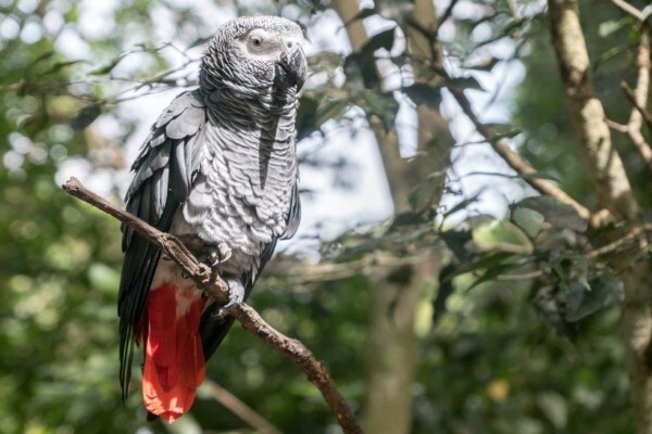 Birds Of Eden