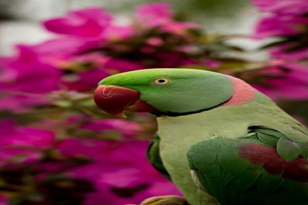 Birds Of Eden
