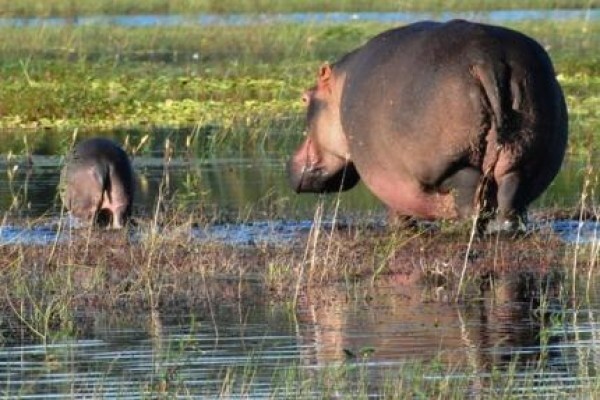 African Olive Travel Concepts