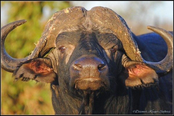 Discover Kruger