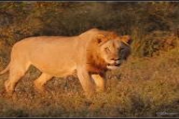 Discover Kruger