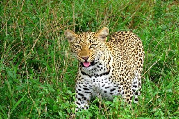 Discover Kruger