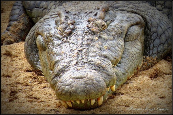 Discover Kruger
