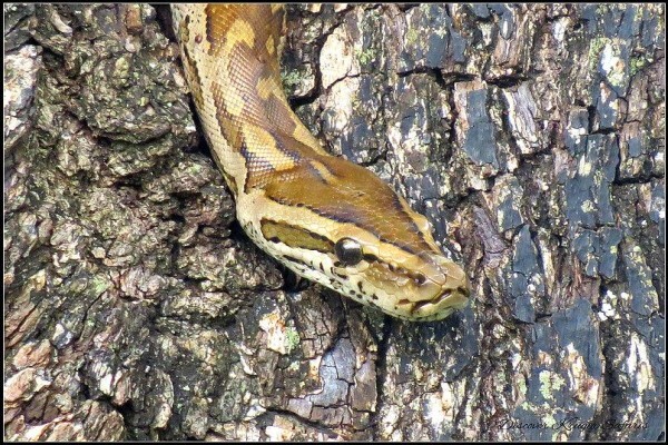 Discover Kruger