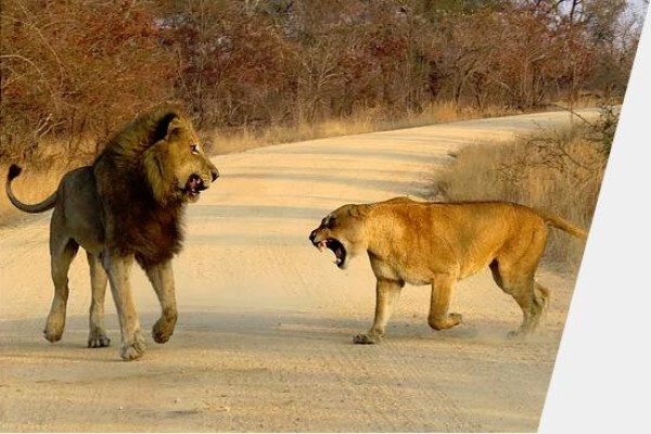 Discover Kruger