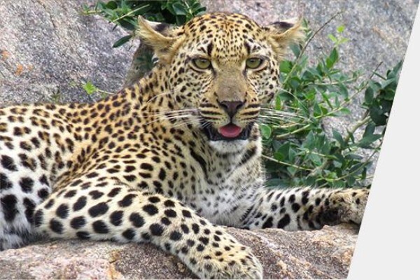 Discover Kruger