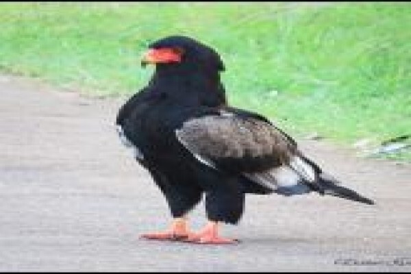 Discover Kruger