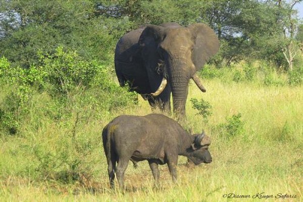Discover Kruger