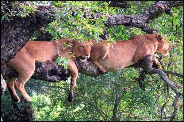 Discover Kruger