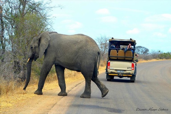 Discover Kruger