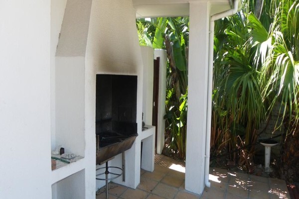 Cape Town Palms