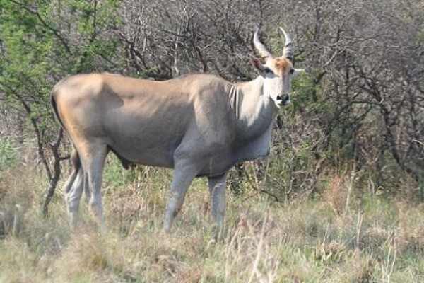 Isilwane