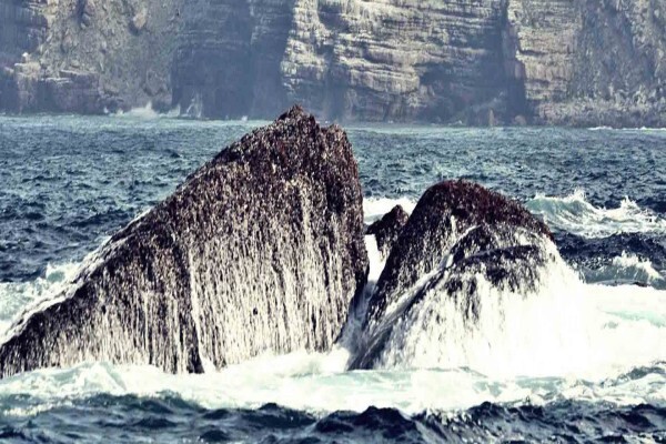 Offshore Sportfishing Charters
